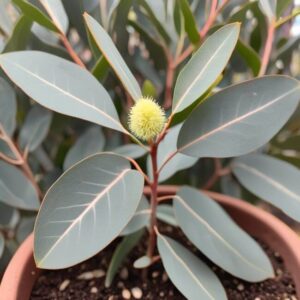 Eukaliptus cytrynowy uprawa w ogrodzie