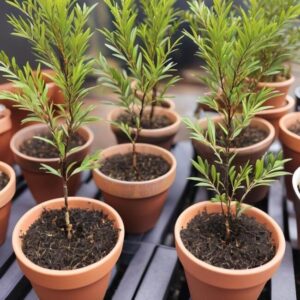 Gdzie kupić sadzonki drzewa herbacianego