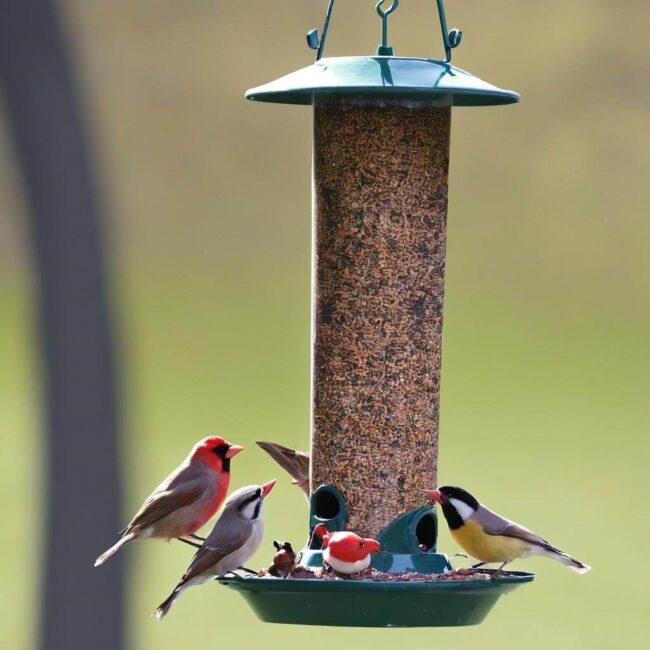 Karmnik ogrodowy propozycje pożywienia