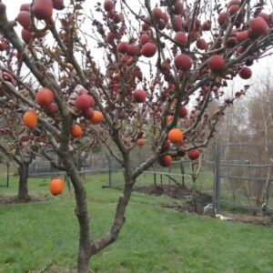 Konflikty z sąsiadem z powodu gałęzi