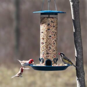 Ziarna i nasiona dla ptaków