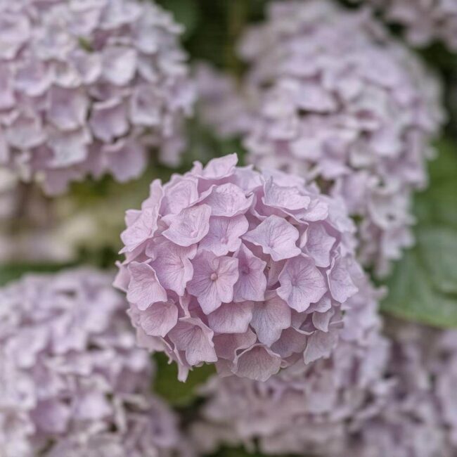 Czynniki wpływające na tempo wzrostu hortensji