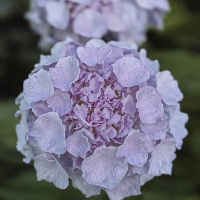 Wzrost hortensji w stosunku do wieku rośliny